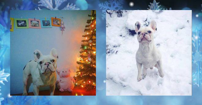 Подкрепете този сладур в Коледния конкурс за домашни любимци! Благодарим!!!