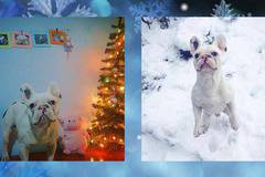 Подкрепете този сладур в Коледния конкурс за домашни любимци! Благодарим!!!