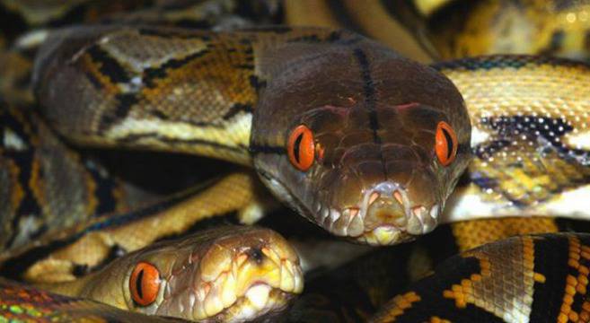 Специален женски хороскоп! Вижте каква змия сте според зодията!