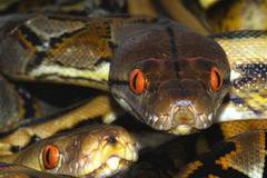 Специален женски хороскоп! Вижте каква змия сте според зодията!