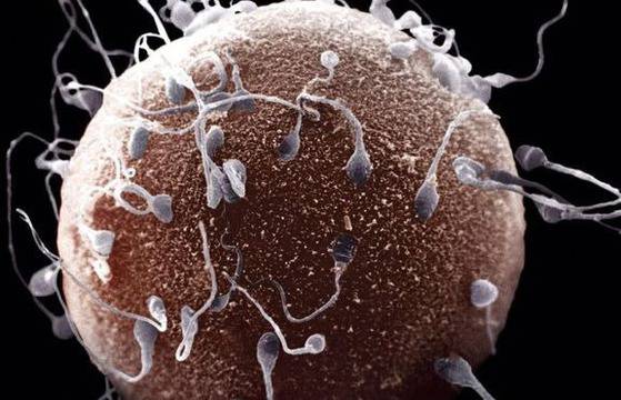 10 факта за сперматозоидите, които най-вероятно не знаете!