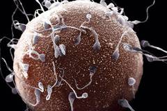 10 факта за сперматозоидите, които най-вероятно не знаете!