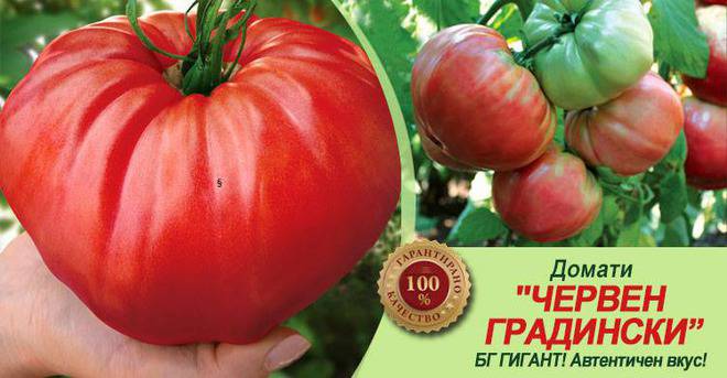 Домат Червен градински