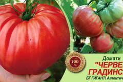 Домат Червен градински