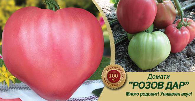 Домат Розов дар