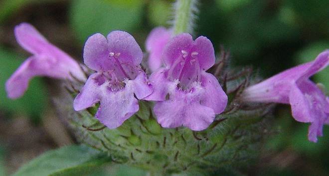 Къде се таи силата на билката котешка стъпка?