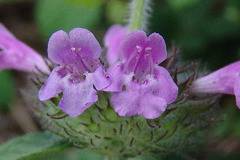 Къде се таи силата на билката котешка стъпка?