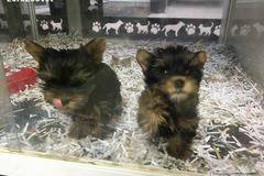 Малки сладки Йоркита търсят своите нови грижовни стопани