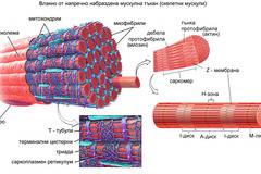 Мускули и мускулно съкращение
