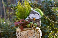 Аранжировки с цветя и саксийни растения – Аранжировки със саксийни растения – Аранжировка с кипарис и плетено бухалче -…