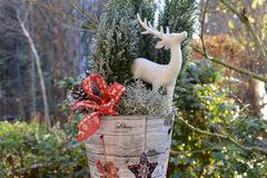 Аранжировки с цветя и саксийни растения – Аранжировки със саксийни растения – Зимна аранжировка с кипарис и елен – Доставка…