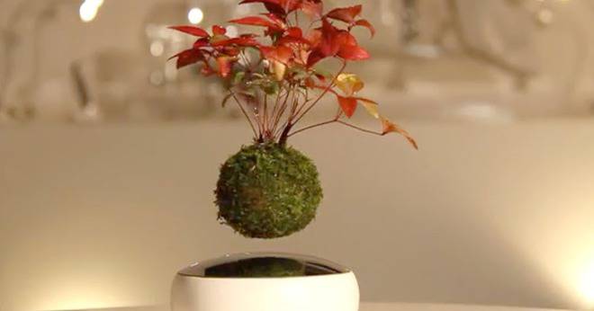 Левитиращ бонсай