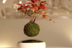 Левитиращ бонсай