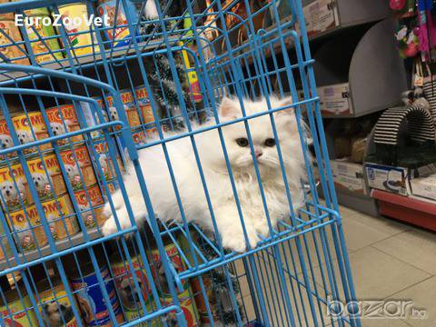 Персийски котенца очакват своите нови и грижовни стопани в зоомагазин Еврозоовет