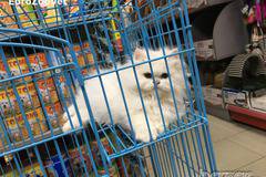 Персийски котенца очакват своите нови и грижовни стопани в зоомагазин Еврозоовет