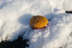 Мъфини с тиква и шоколад