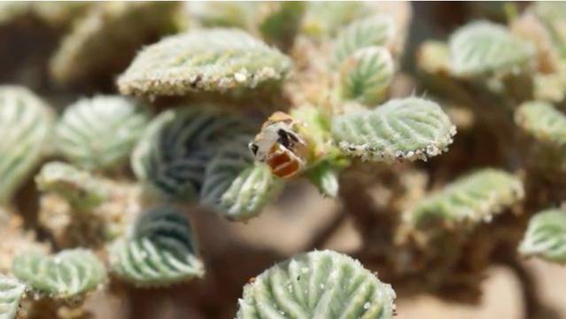 Учени откриха нови 9 вида пчели