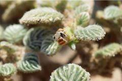 Учени откриха нови 9 вида пчели