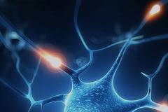 Нервни клетки в централната нервна система