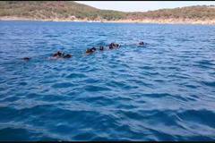 Диви прасета плуват свободно в Черно море