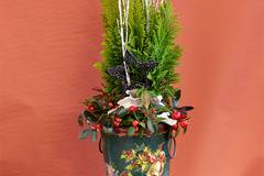 Аранжировки с цветя и саксийни растения – Аранжировки със саксийни растения – Зимна аранжировка с кипарис и гаултерия -…