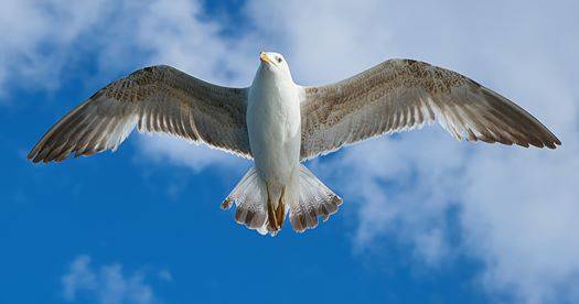 Курс по дизайн с безплатни софтуери за дизайн, графика и 3D