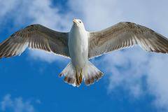 Курс по дизайн с безплатни софтуери за дизайн, графика и 3D