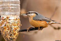 БДЗП: Дарете зрънце любов на птиците през зимата и участвайте във фотоконкурс