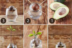 Авокадо в саксия у дома