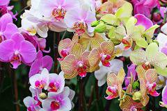 Отглеждане на орхидеи