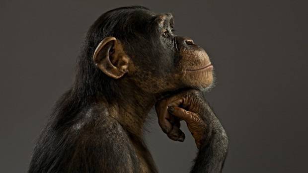 Маймуните подхождат философски при вземане на решения | Temaonline.bg