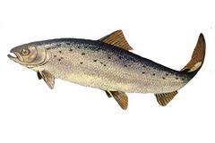 Лоши новини за любителите на сьомгата