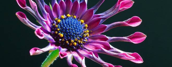 Растителен цвят, съцветия и опрашване при растенията