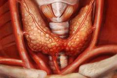 Лечението на Хашимото почва от червата и имунната система