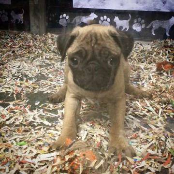 Женски Мопс търси своите нови стопани. Кученцето е обезпаразитено, ваксинирано, с международен паспорт