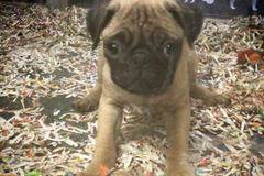 Женски Мопс търси своите нови стопани. Кученцето е обезпаразитено, ваксинирано, с международен паспорт