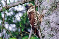 Откриха ново находище на планински трипръст кълвач в Рила