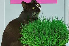 Трева за котки