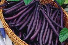 Фасул пърпъл куин