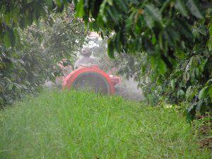 Пръскане на овощни дръвчета (овошки)