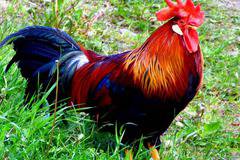 Петльовден (Ден на мъжката рожба)