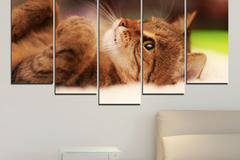 Картина пано за стена от 5 части с гальовно котенце – HD-377