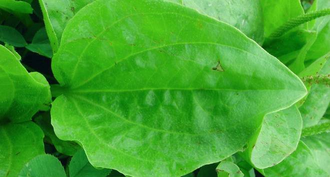 Живовлякът – чудодейна билка за много болежки