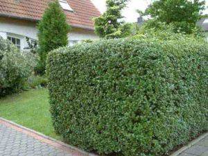 Жив плет от Лигуструм