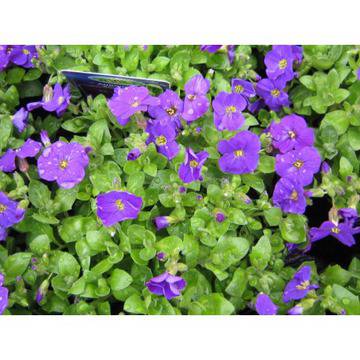 Aubrieta Аубриета – Цветя и градина – всичко за цветята и градината