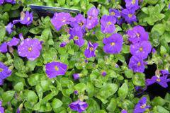 Aubrieta Аубриета – Цветя и градина – всичко за цветята и градината