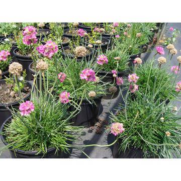 Аремерия – Цветя и градина – всичко за цветята и градината