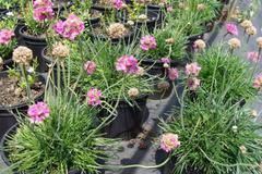 Аремерия – Цветя и градина – всичко за цветята и градината