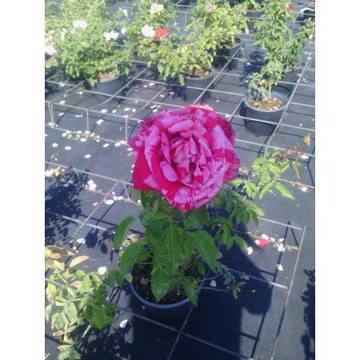 роза на ивици роза Абра акадабра