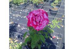 роза на ивици роза Абра акадабра